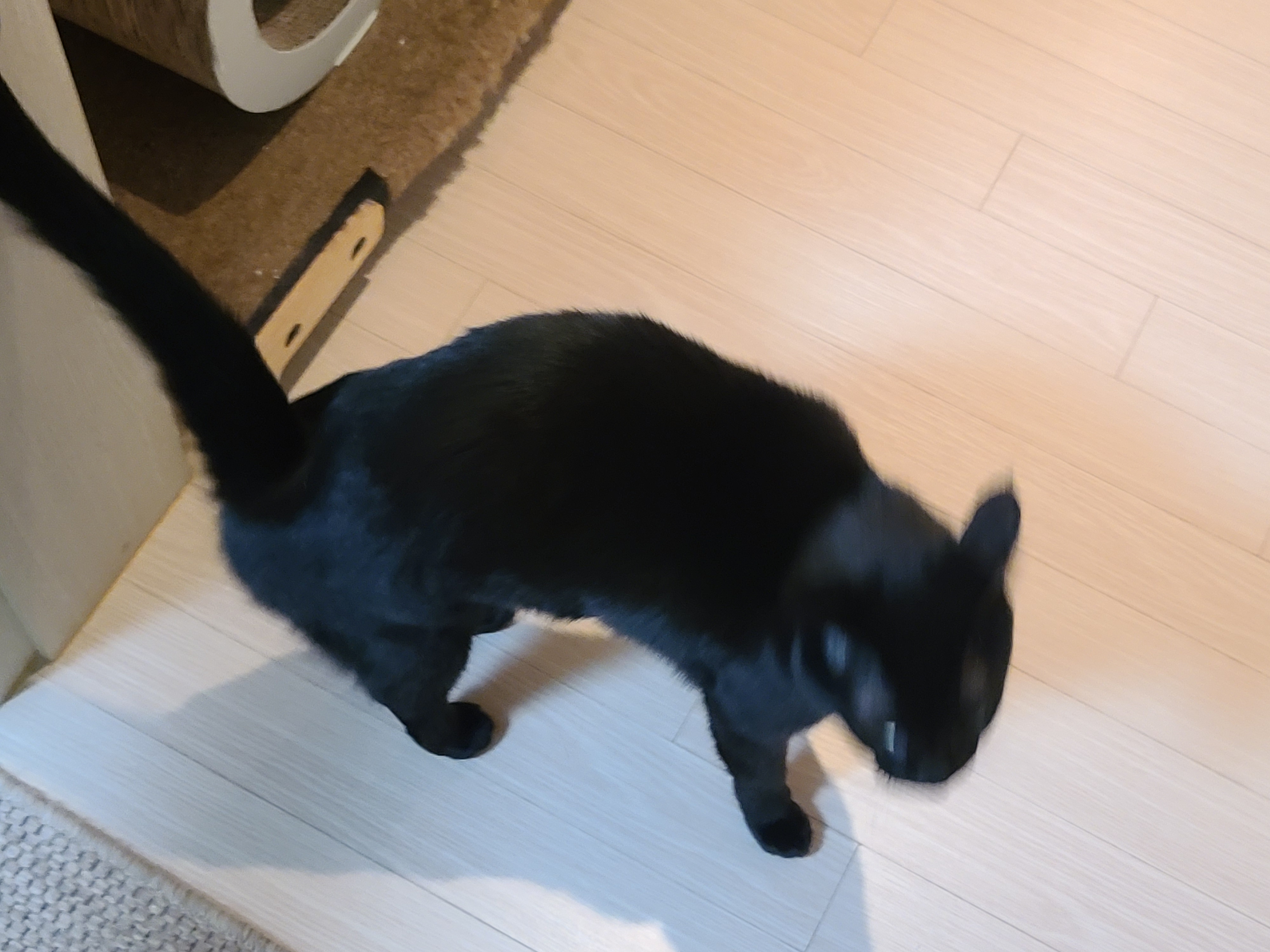 또다시 돌아온 고양이들 화장실모래전체갈이!(feat.미우타임즈와 써유)