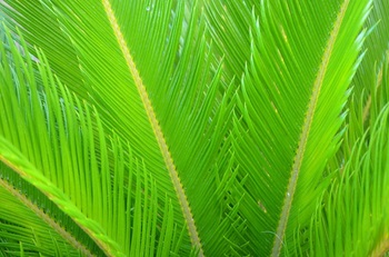 소철(Cycas revoluta): 살아있는 화석, 그 매력과 관리 요령