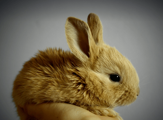 1963년 토끼띠 운세