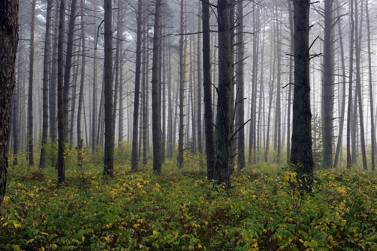 매미 소리가 사라져갑니다.
