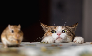 쥐를 노려보는 고양이