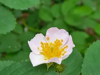 산길에서 만난 5월의 꽃 엉겅퀴 감나무꽃 고욤나무꽃 멍석딸기꽃 오디 뱀딸기 인동덩굴_24