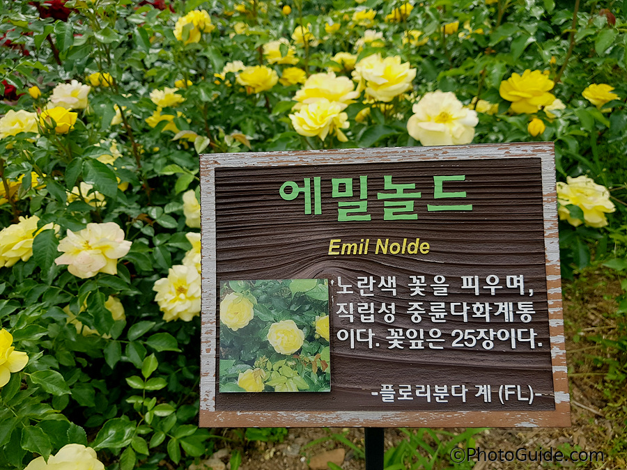 에밀놀드