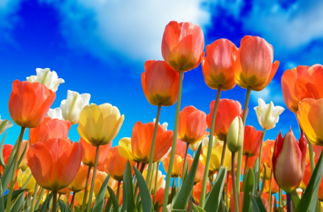 튤립 봄에 피는 꽃 튤립 꽃말 망고 튤립 꽃말 전국 튤립 축제