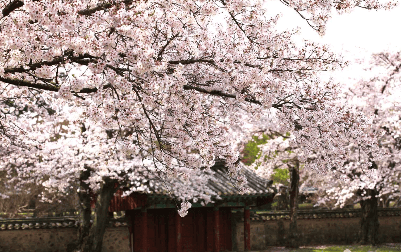 2025년 벚꽃 개화시기