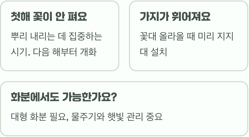 나무수국 키우기 A to Z