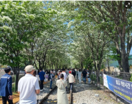 전주 이팝나무 축제 