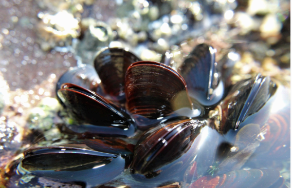 홍합 이미지사진