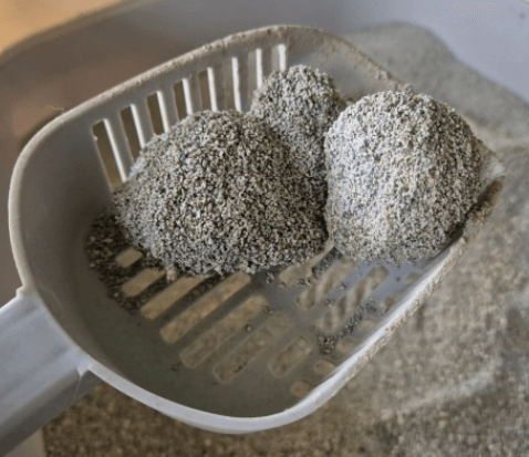 고양이 식욕저하, 근육경련의 원인 볼드모트 사료