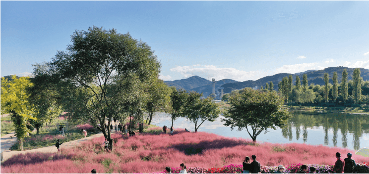 2025 가평 봄&middot;가을 여행 필수코스! 자라섬 꽃 페스타