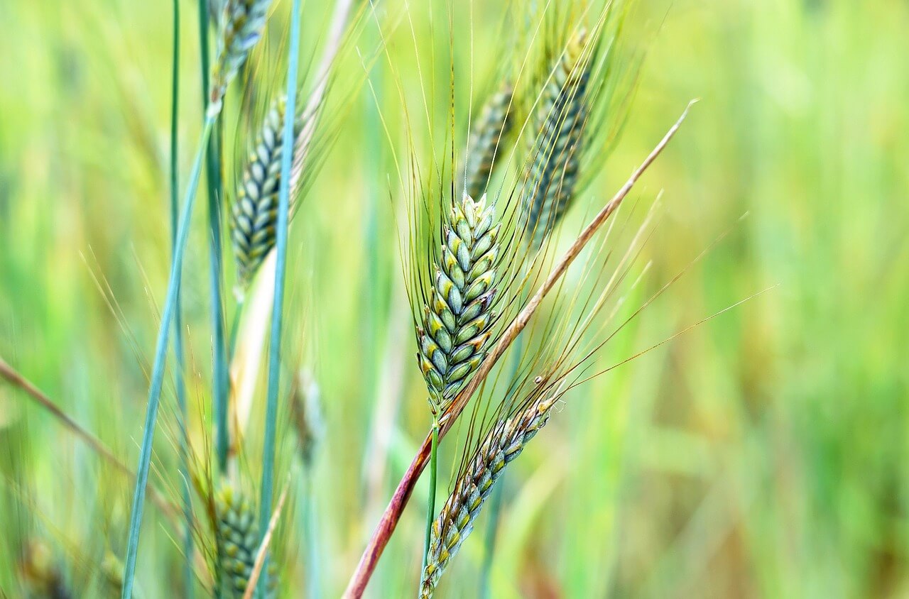 고대 곡물의 귀환&amp;#44; 파로(Farro)