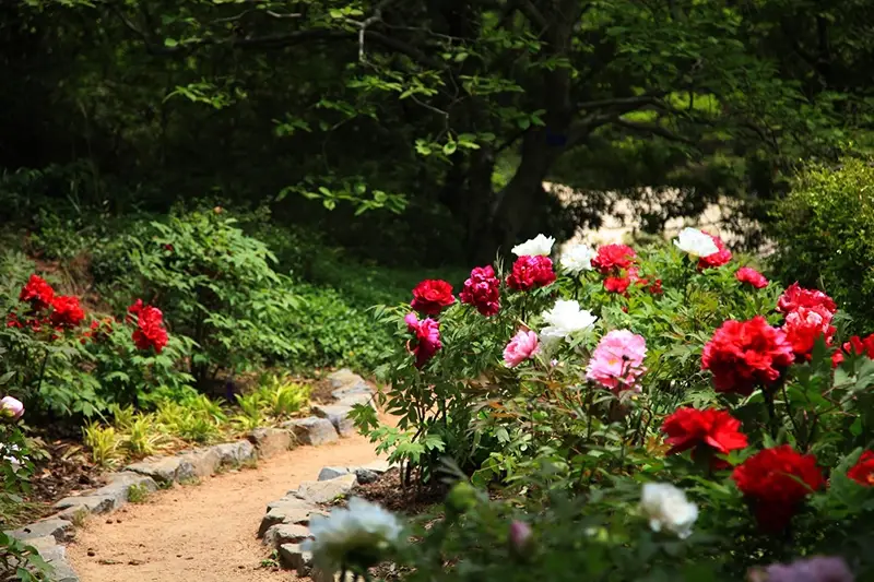 천리포수목원-입장료-운영시간-목련축제