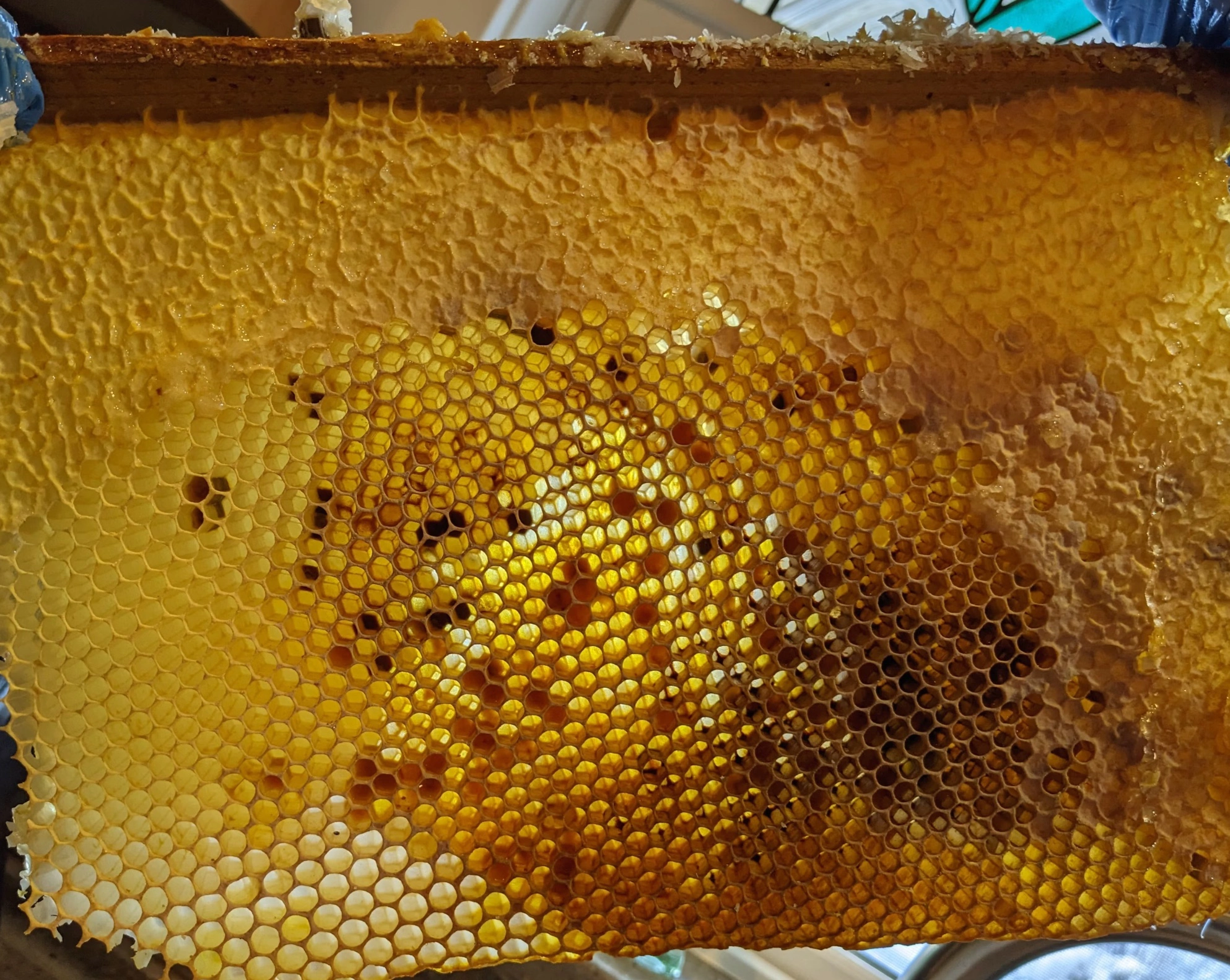 사양벌꿀 먹는법