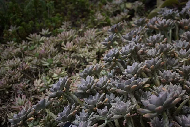 CU 편의점 3월 행사 맥주 1+1_3