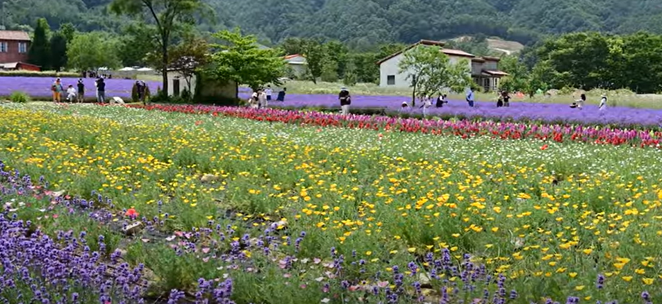 하늬라벤더 여행