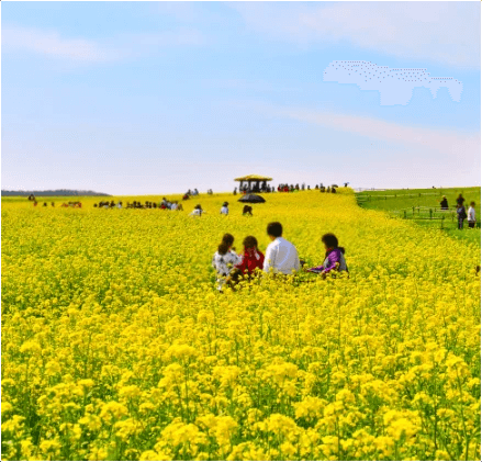고창 청보리밭 축제