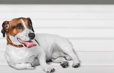 강아지 분리불안/출처:어도비스톡