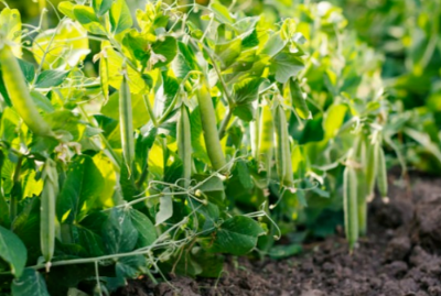 완두콩심는시기