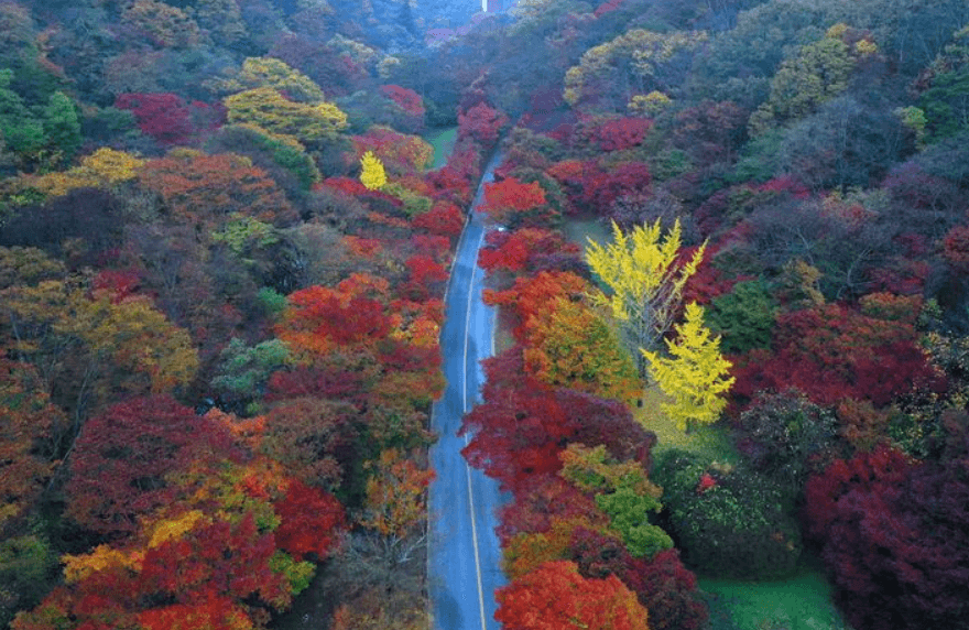 내장산 단풍시기, 절정, 축제