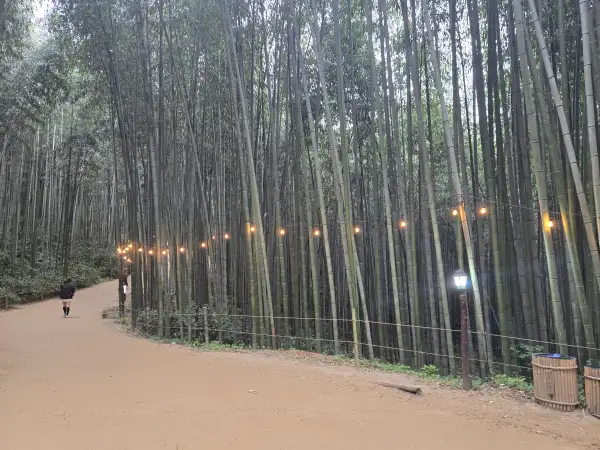 담양 대나무 축제 죽녹원