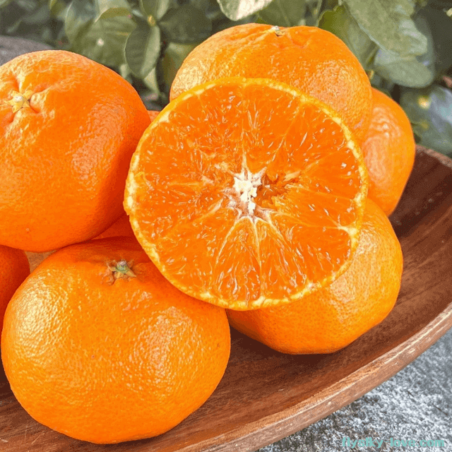 한라봉과 귤을 교배시킨 레드향