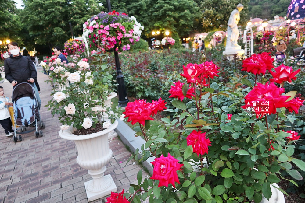 에버랜드 장미축제 2022 기본정보, 지금 개화시기, 에버랜드 플라워 아트&마켓