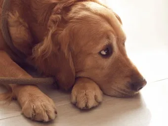 강아지 췌장암 증상 진단 치료법 안내_7