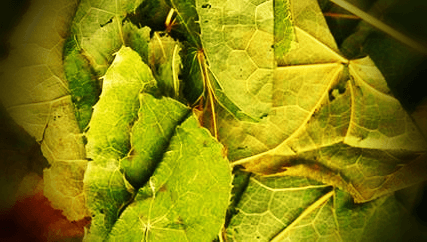 삼지구엽초-잎-사진