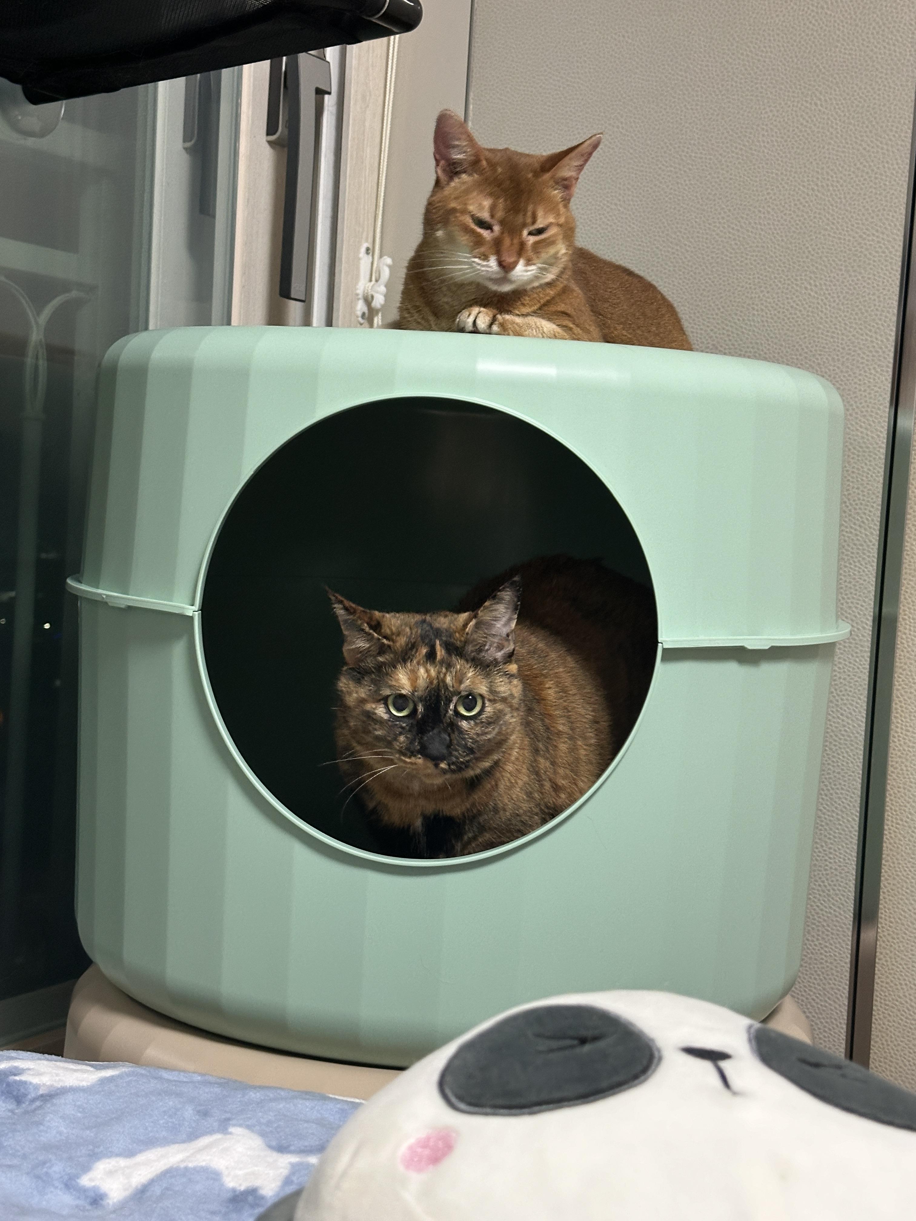 마카롱하우스_안에서_엄마를_쳐다보고_있는_사랑이_1