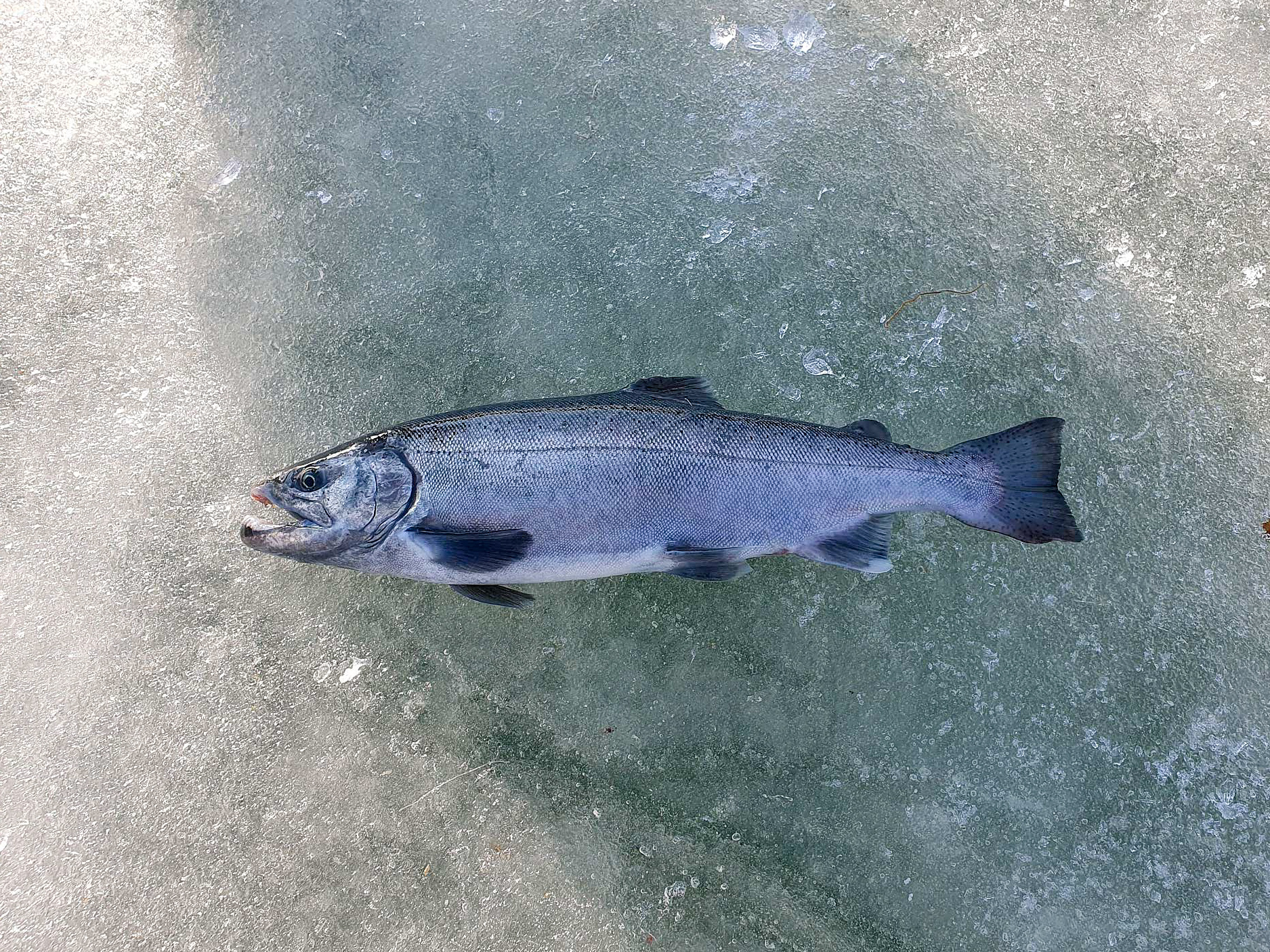 산천어 생선을 잡아올린 사진