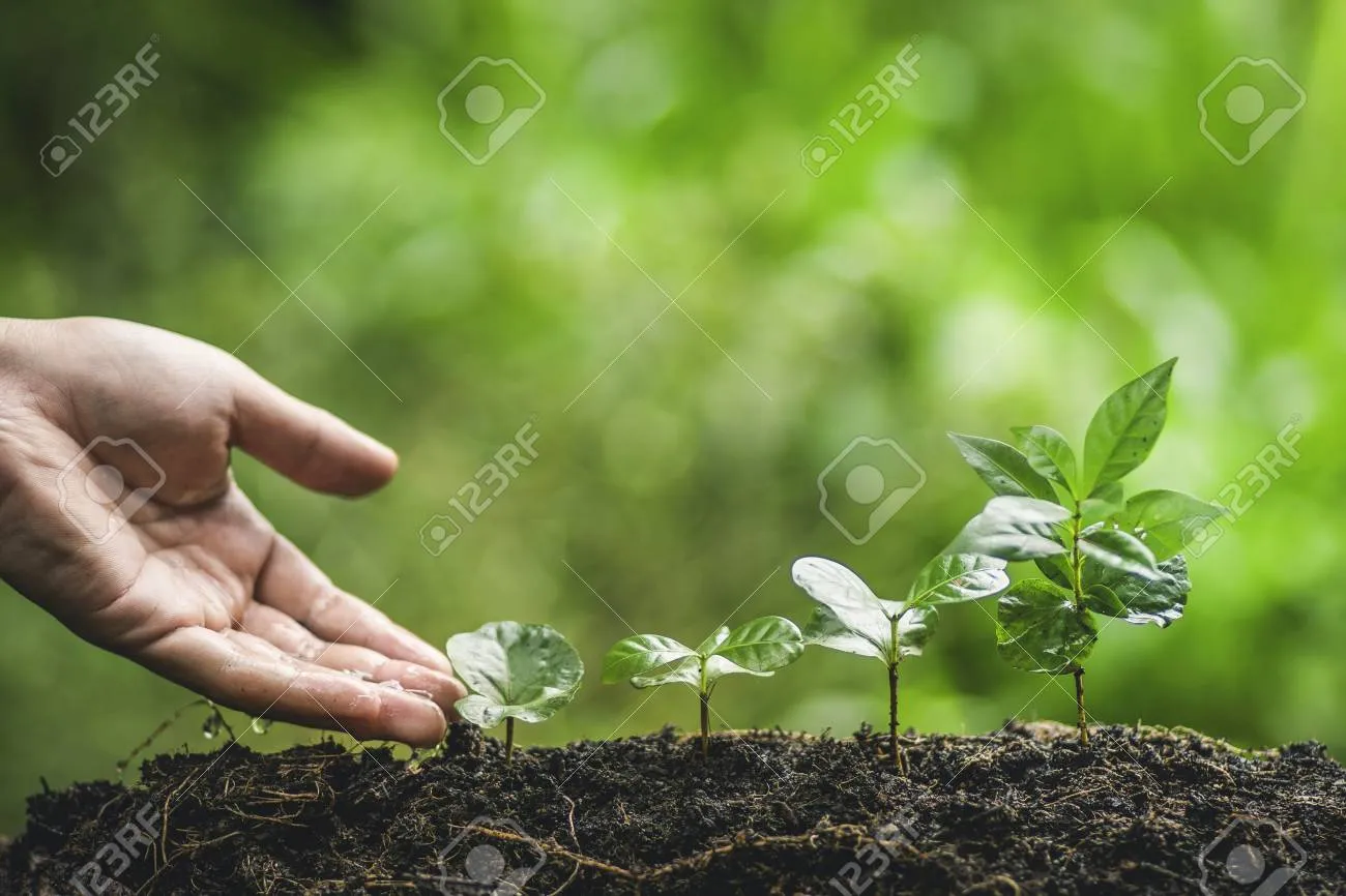 커피나무 재배 실내 재배 물 관리 가지 전정_3