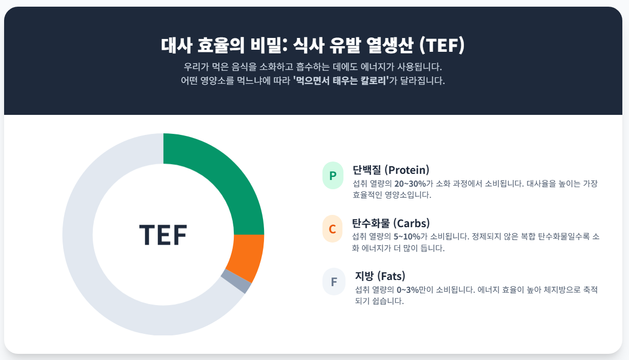 대사 효율의 비밀을 나타내는 인포그래픽 이미지