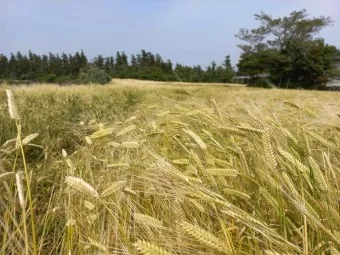 제주도 괸당문화란 유래 역사_6