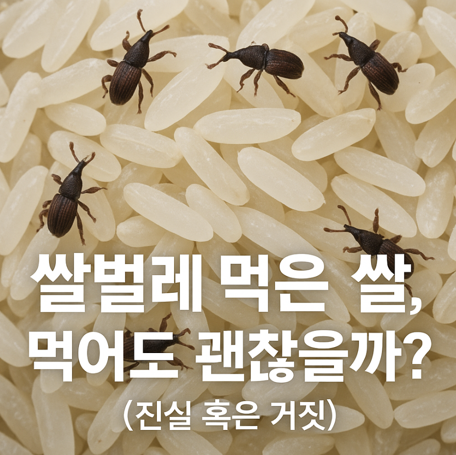 쌀벌레 먹은 쌀, 먹어도 괜찮을까? (진실 혹은 거짓)