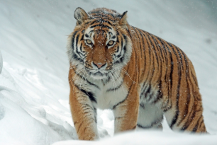호랑이띠 2025년 운세