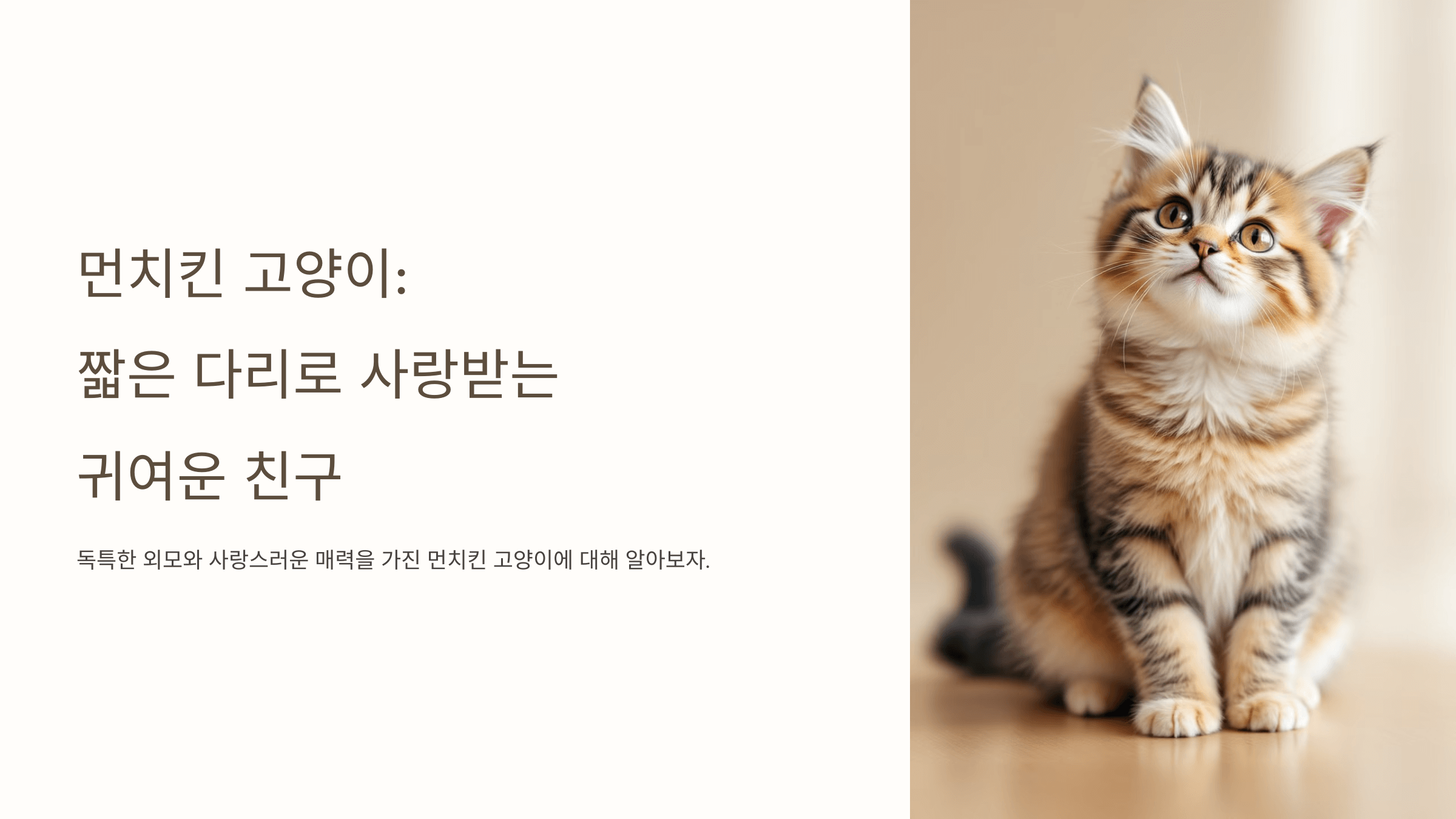 먼치킨 고양이 사진입니다.