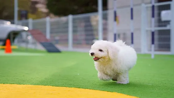 더포레풀빌라