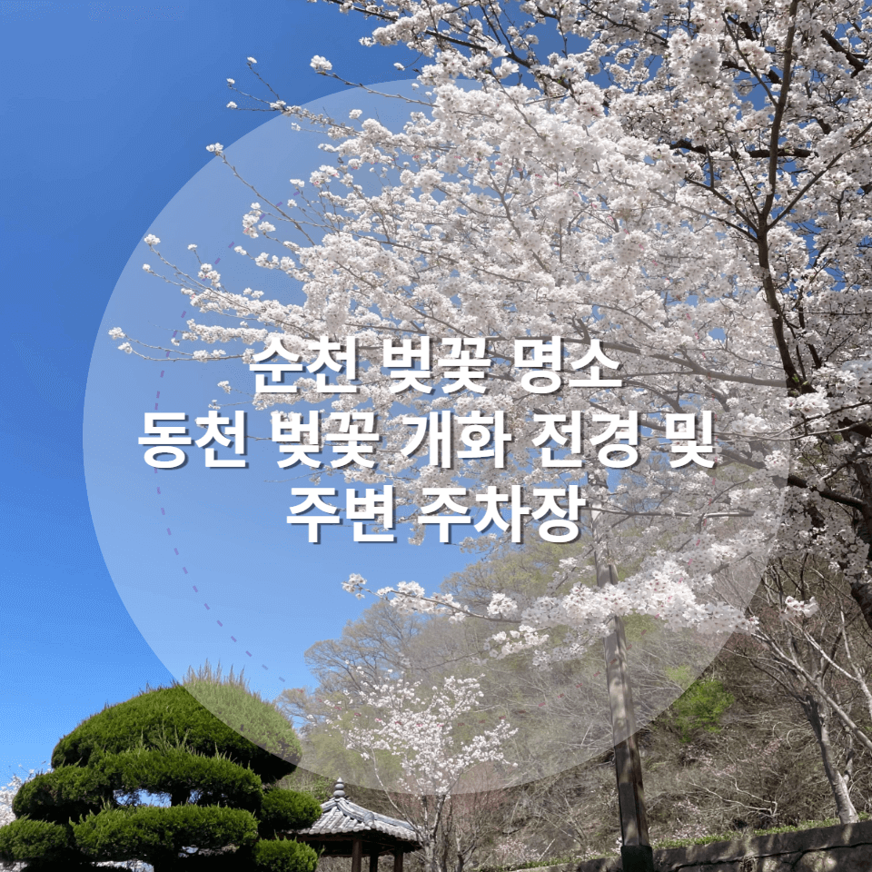 순천 동천 벚꽃