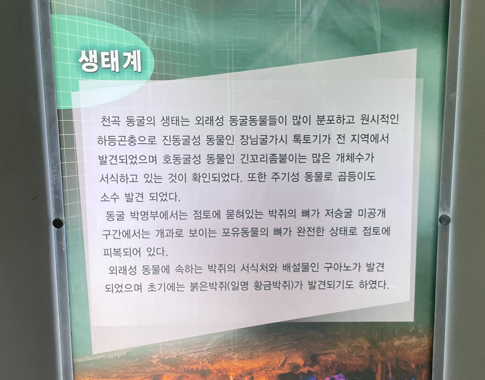 천곡동굴 