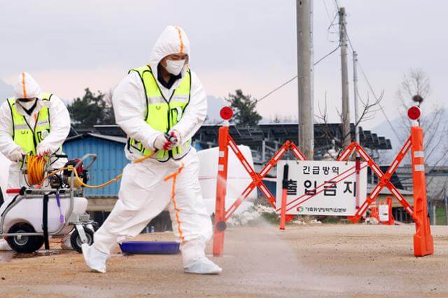 구제역 위기경보 ‘심각’ 단계… 전남 전역 확산에 방역 총력전