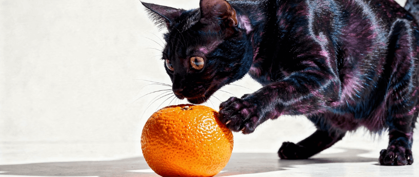 고양이가 싫어하는 냄새