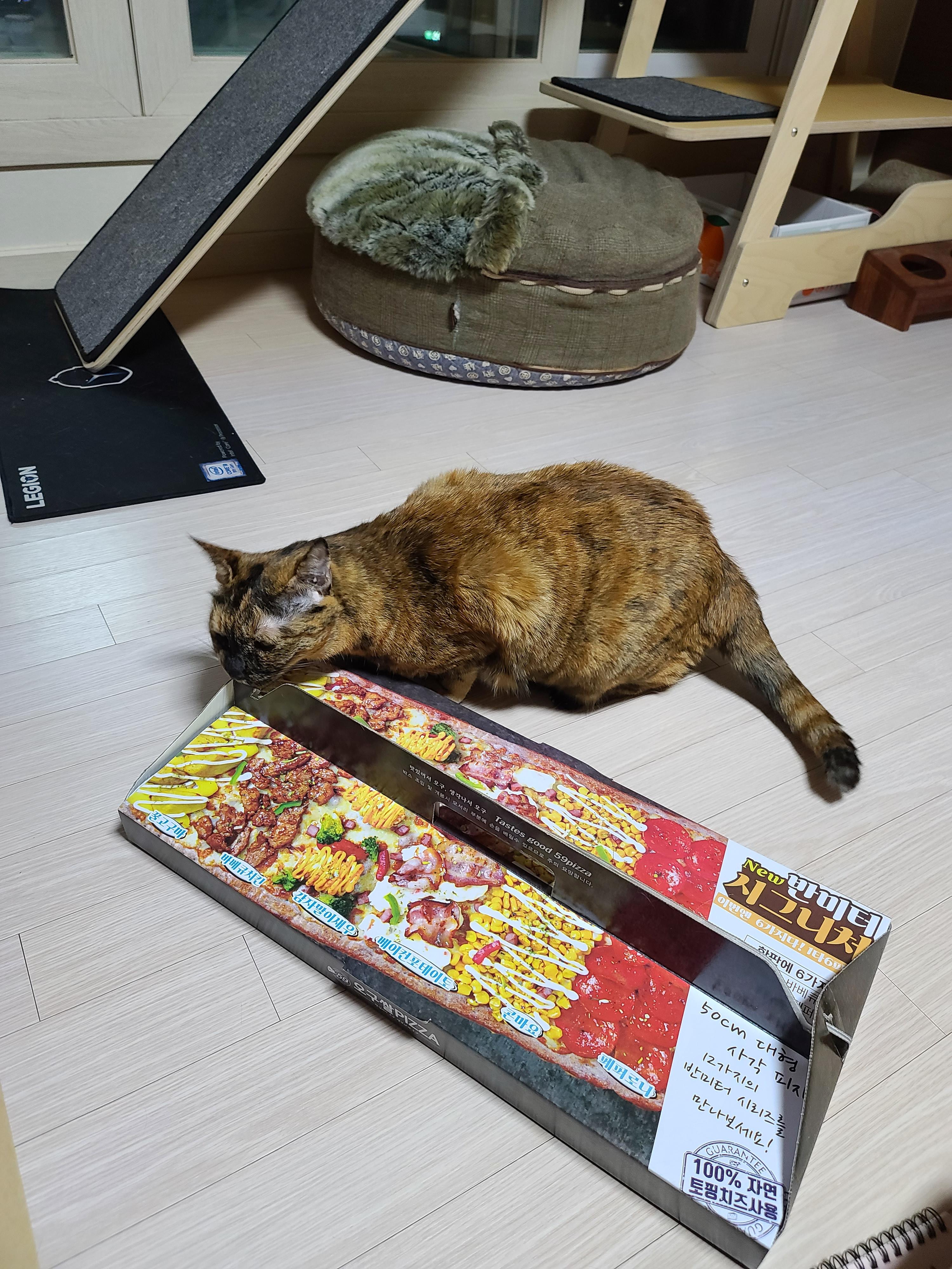 식탐많은 고양이 사랑이.