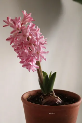 히아신스 꽃말 키우는법 꽃이 지고난 후 수경재배_12