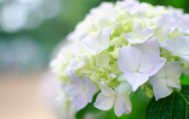 부산 태종대 수국축제