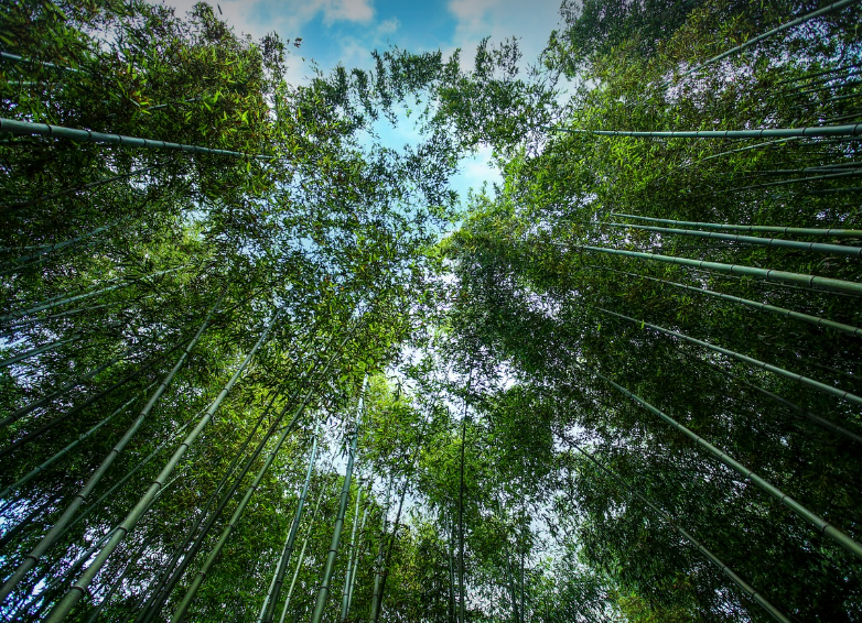 담양 죽녹원 대나무