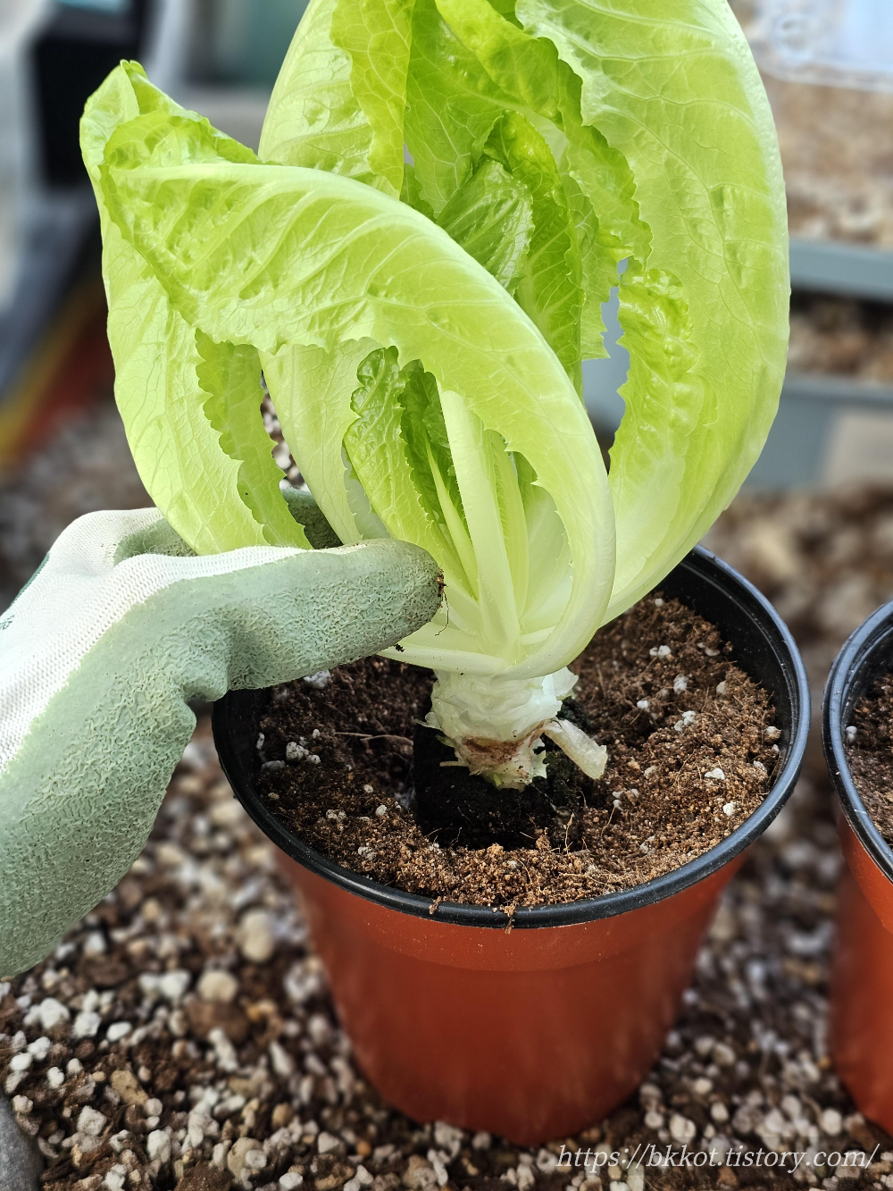 이마트 [뿌리가 살아있는 상추] 심기
