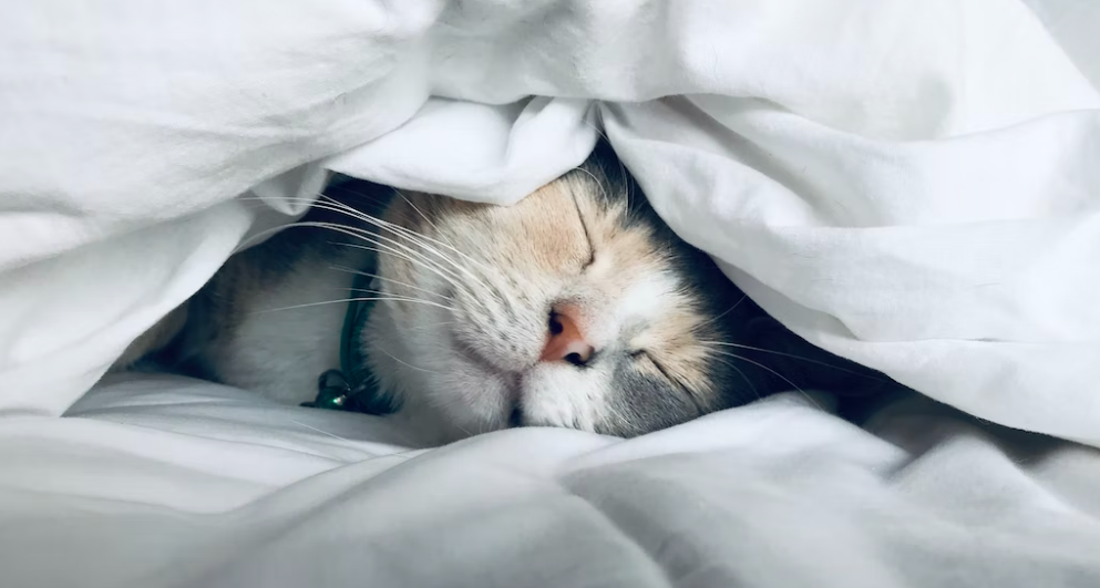 비 정상적인 숨소리 천명음을 아시나요?