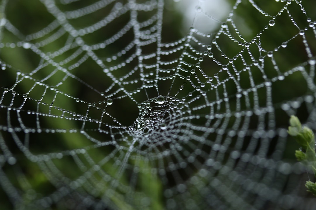 Spider