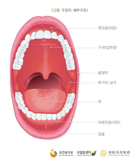 입천장 헐었을 때 면역력 저하 관련 증상과 영양 관리법_6