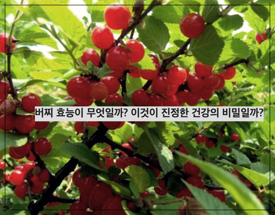 버찌 효능이 무엇일까? 이것이 진정한 건강의 비밀일까?